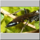 Coelichneumon cyaniventris - Schlupfwespe w01c 12mm OS-Hasbergen Lehmwiese-fdet02.jpg